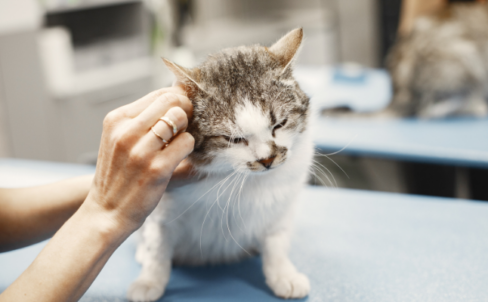 How to address veterinary staffing challenges in your practice