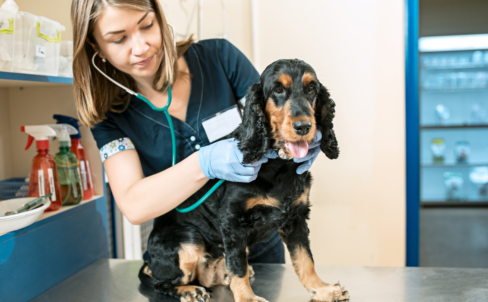 Boondall Veterinary Surgery chooses Covetrus Ascend for a digitised workflow with bundles for efficiency
