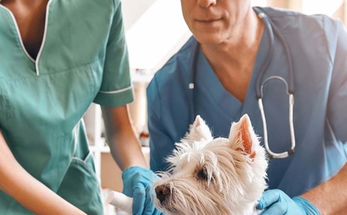 Navigating what’s next: how to manage change in your veterinary practice