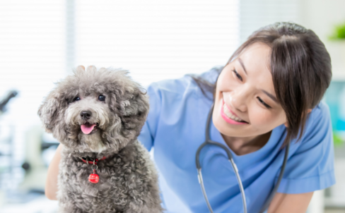 Using veterinary industry trends to facilitate decision-making at the practice in 2023