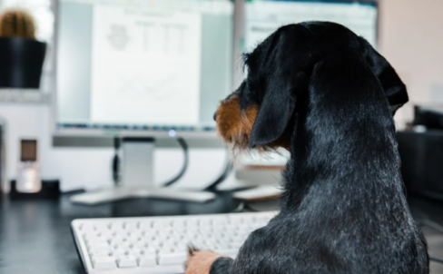 How to get the best veterinary practice management software for your clinic